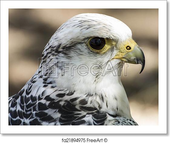 White Falcon Bird Logo - Free art print of Hawk, beautiful white falcon with black and gray