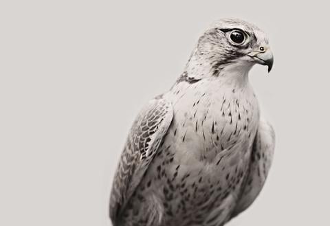 White Falcon Bird Logo - White Falcon by Troy Moth. Mammoth & Co