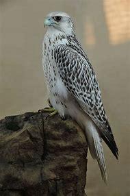 White Falcon Bird Logo - Best White Falcon and image on Bing. Find what you'll love