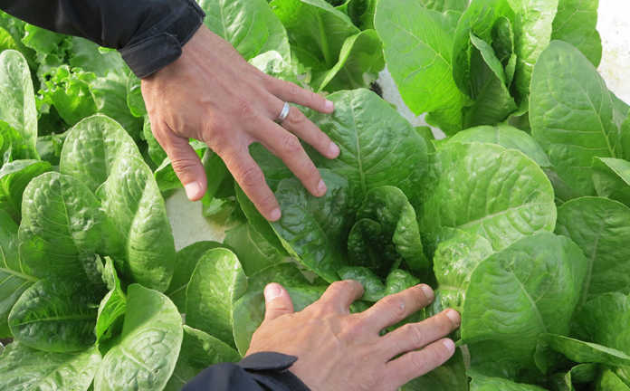 Hygiene Vegetables Logo - Hygiene is the top food concern among UK consumers