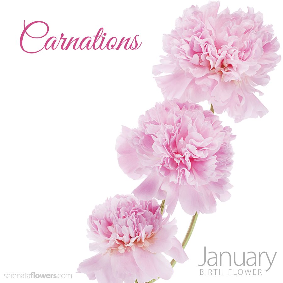 Carnation Flower Logo - January Birth Flower