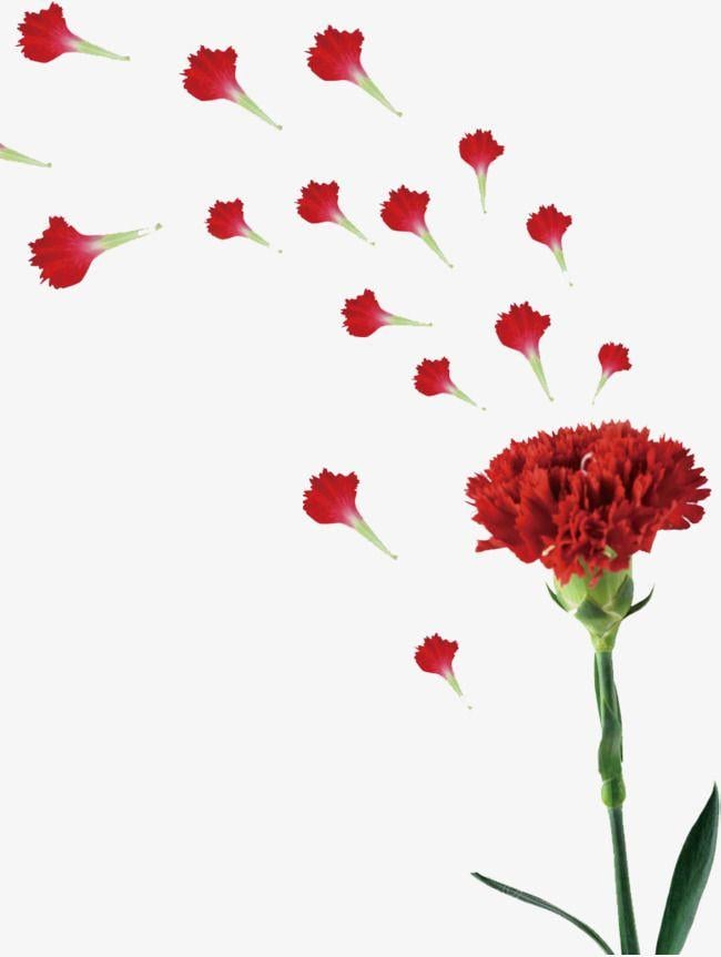 Carnation Flower Logo - Red Carnation, Flower, Gules, Watercolor PNG Image and Clipart