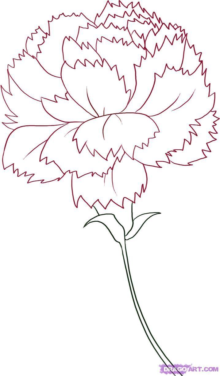 Carnation Flower Logo - Carnation Flower Drawing. How to Draw a Carnation, Step
