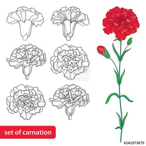 Carnation Flower Logo - Vector set with outline Carnation or Clove flower, bud and leaves