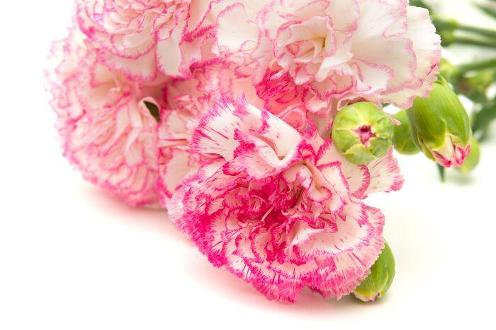 Carnation Flower Logo - Carnation Flower Meaning - Flower Meaning