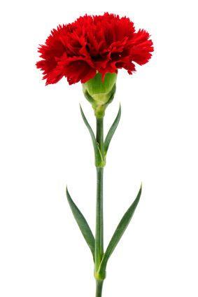 Carnation Flower Logo - carnation, carnations, carnation flower, carnation flowers