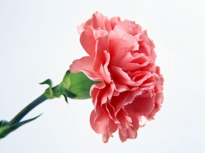 Carnation Flower Logo - 1600x1200 Carnation Wallpaper - Mother's Day Carnation Flowers ...
