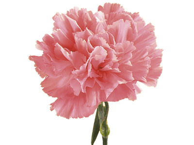 Carnation Flower Logo - Symbolic Meaning of Carnation