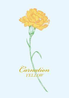 Carnation Flower Logo - Yellow Carnations. Download picture Download with no limits