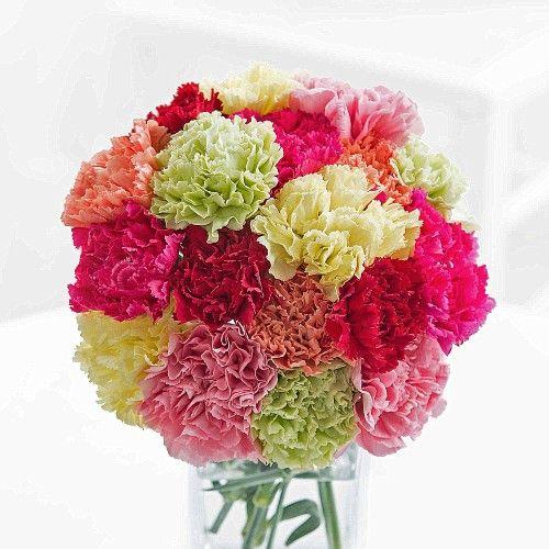 Carnation Flower Logo - Carnations & Carnation Bouquets. FREE UK Delivery