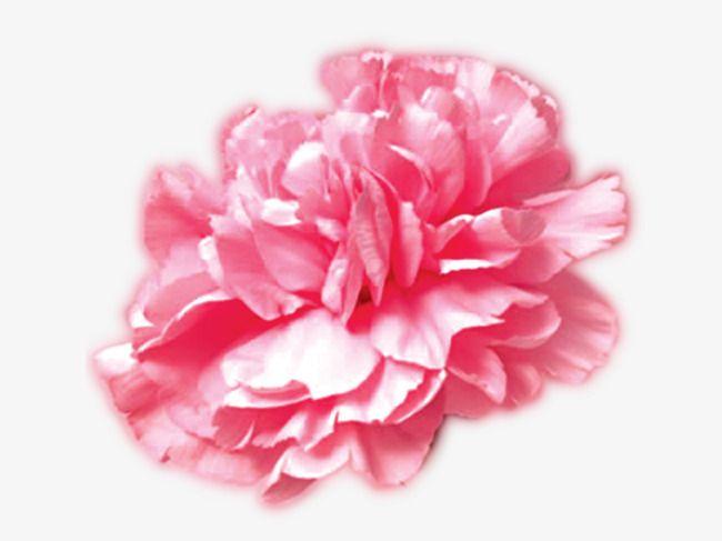 Carnation Flower Logo - Pink Carnation Flower, Flower Vector, Flower, Carnations PNG and PSD