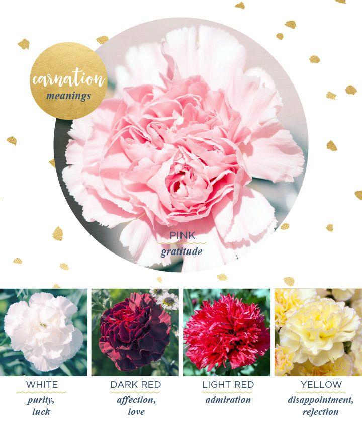 Carnation Flower Logo - Carnation Meaning and Symbolism