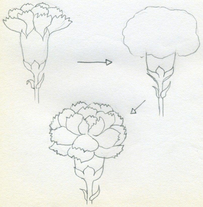 Carnation Flower Logo - How To Draw Carnation