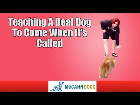 Angery Dog Bodybuilding Logo - Teaching A Deaf Dog To Come When It's Called - YouTube