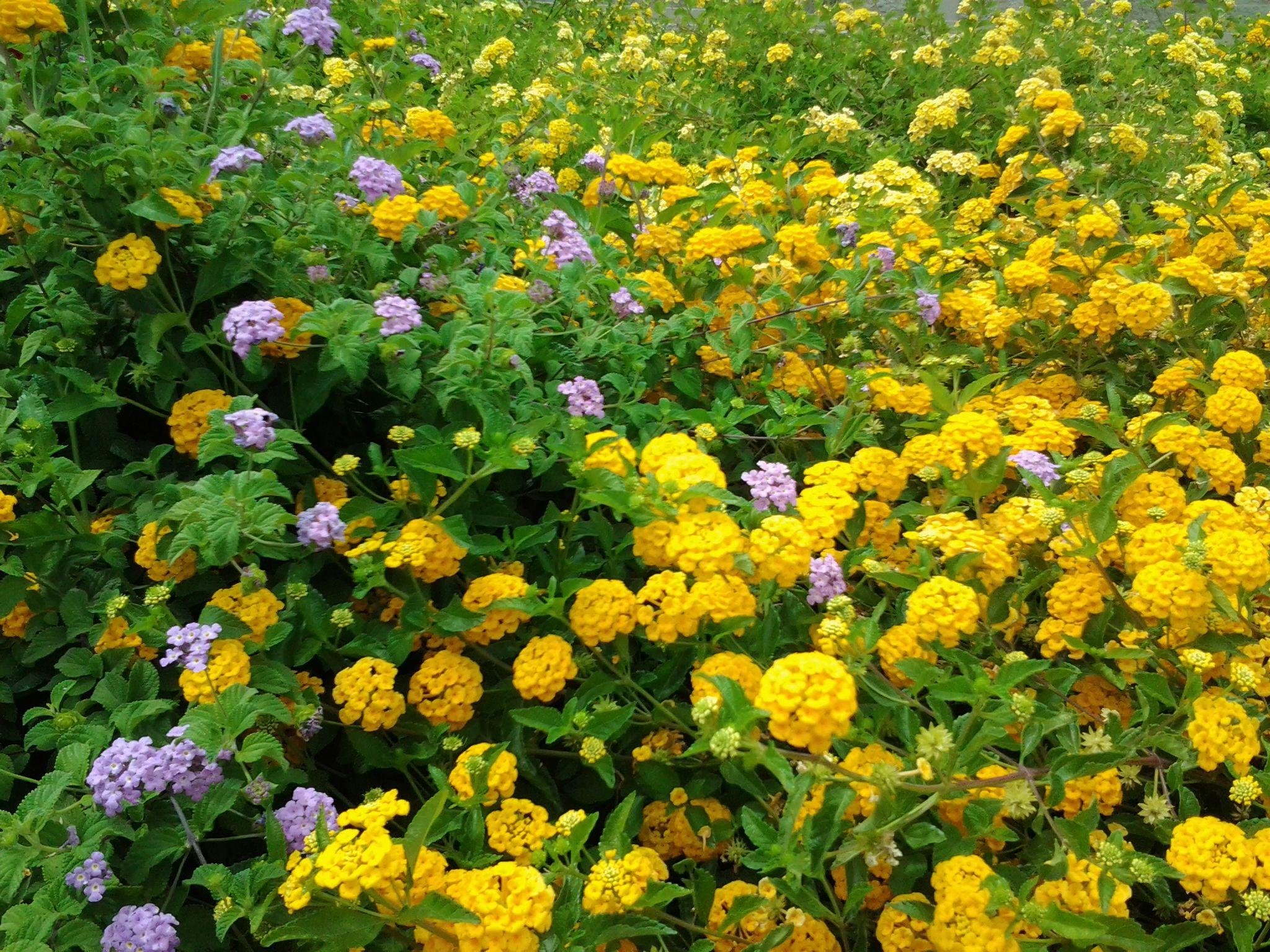 Red White Gold Yellow Flower Logo - LANTANA is the best drought tolerant plant – Red, White, Purple ...