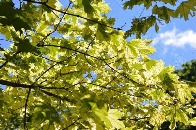 Blue and Yellow Green Leafs Logo - Tree, sky, blue, summer, green, leaves, trees, branches, leafs