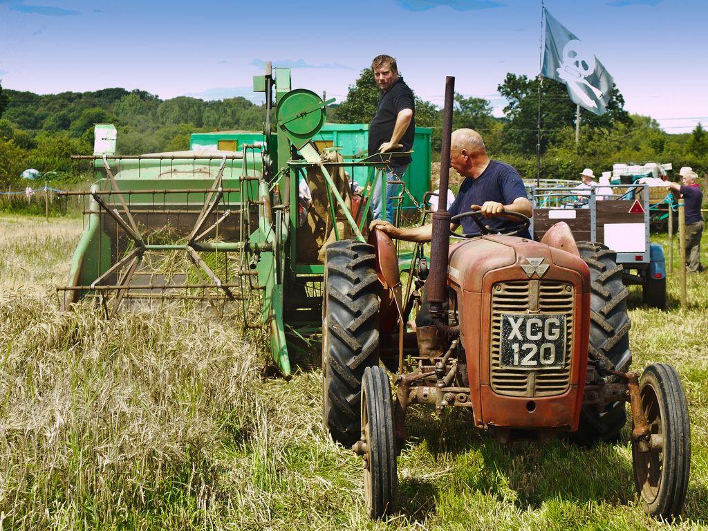 Vintage Farm Equipment Logo - Harvesting Grain With Vintage Farm Machinery A Massey Fer
