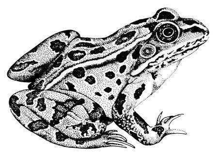 White and Black Frog Logo - Frogs with Wildlife. Washington Department of Fish & Wildlife