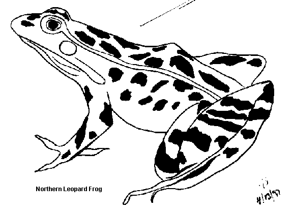 White and Black Frog Logo - Frogs of Minnesota | Minnesota Pollution Control Agency
