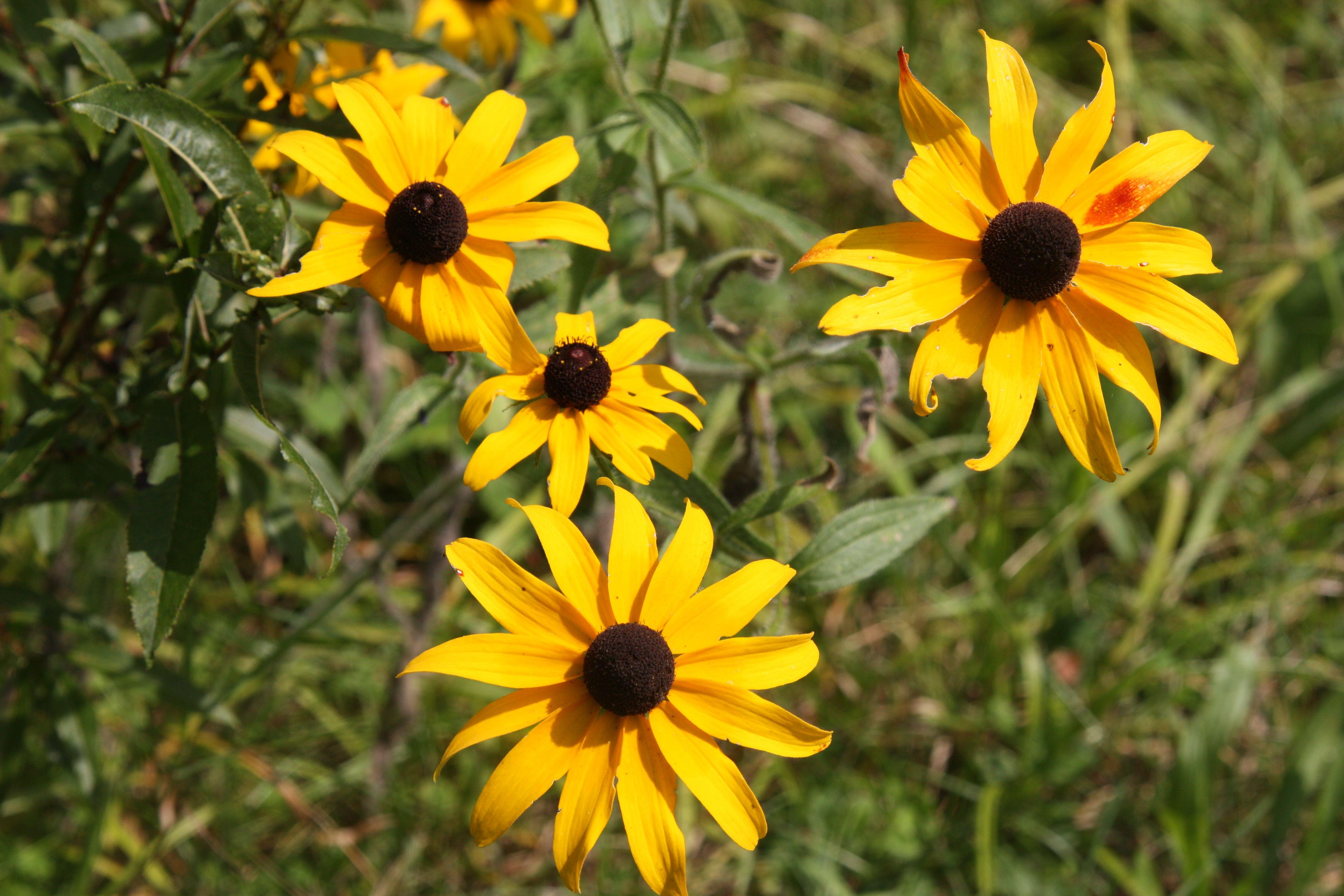 Red White Gold Yellow Flower Logo - FafardFlowers for honey bees