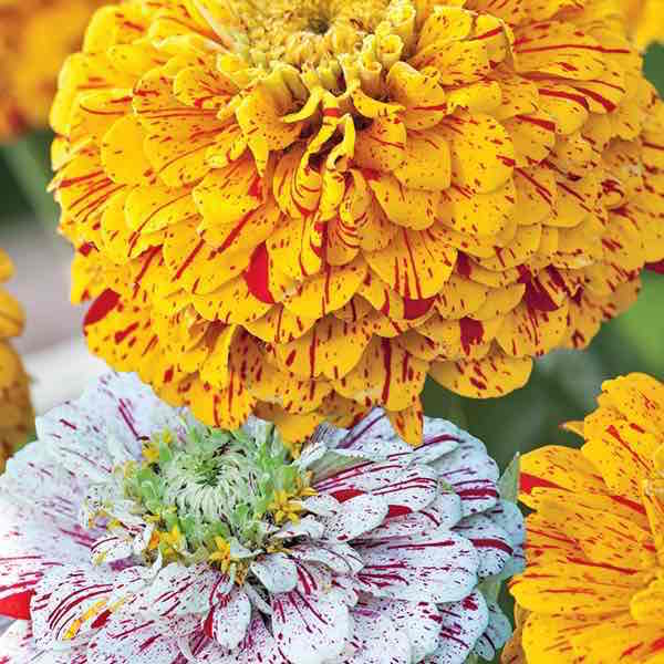 Red White Gold Yellow Flower Logo - Zinnia Seeds - 123 Zinnias - Huge Selection of Annual Flower Seeds