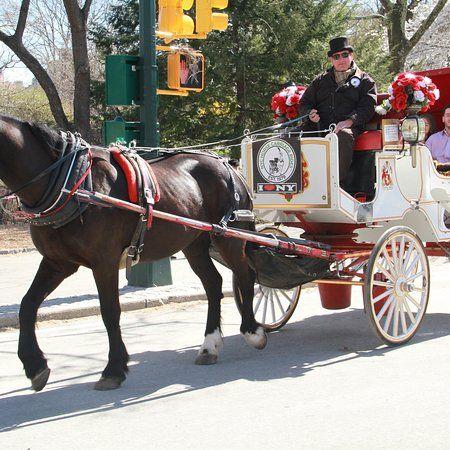 Horse and Carriage Logo - Central Park Carriage Rides - NYC Horse Carriage Rides - Picture of ...
