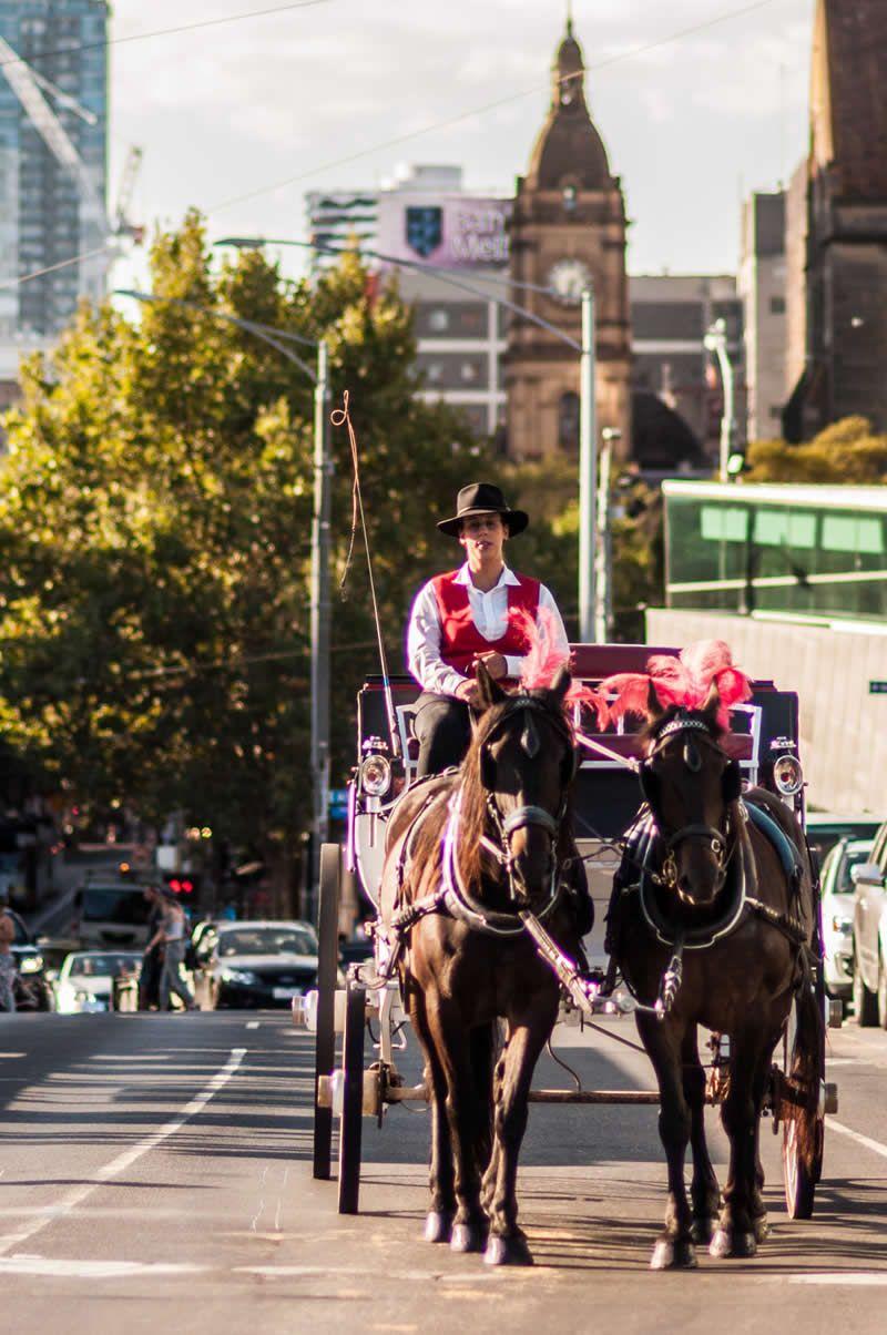 Horse and Carriage Logo - Horse & Carriage Rides Melbourne | A Classic Carriage Hire