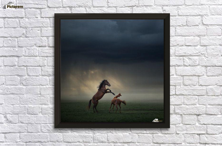 Horse Fighting Logo - Horses Fight - 1x Canvas