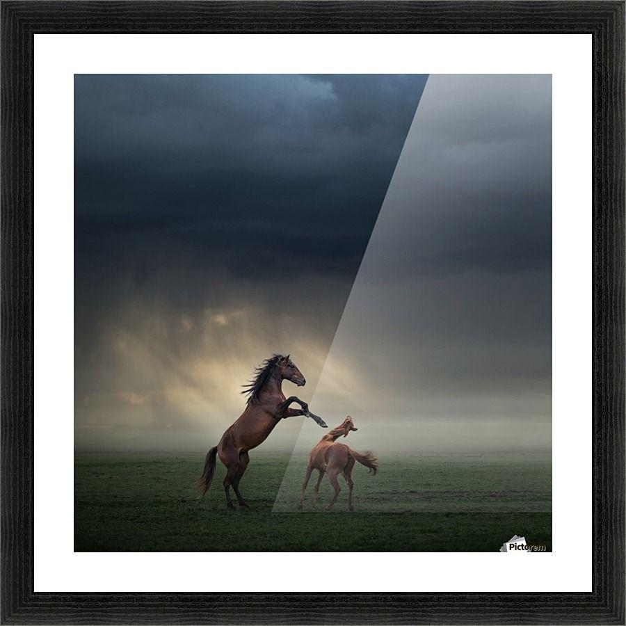 Horse Fighting Logo - Horses Fight - 1x Canvas