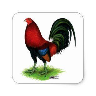 Rooster in Red Square Logo - Game Rooster Stickers & Labels | Zazzle UK