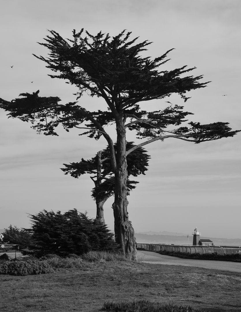Santa Cruz Tree Logo - cypress tree with light house in the distant | Just images: fine art ...
