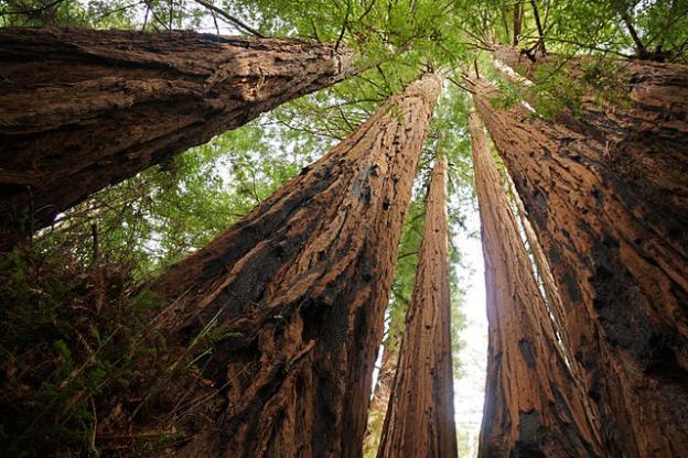 Santa Cruz Tree Logo - The Tallest Redwoods in The Great Park | Santa Cruz