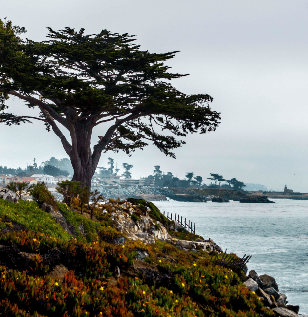 Santa Cruz Tree Logo - A Local Legend | Silicon Valley