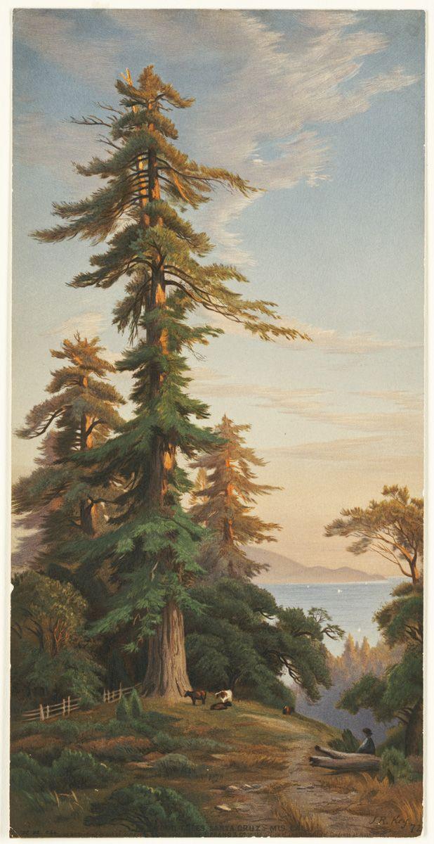 Santa Cruz Tree Logo - File:Redwood Trees, Santa Cruz Mts., Cal. (Boston Public Library ...