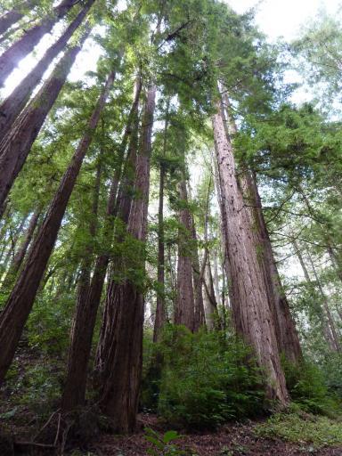 Santa Cruz Tree Logo - 45. Santa Cruz - The Mystery Spot, Redwood Trees - Clare and Paul's ...