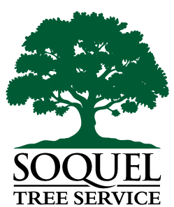 Santa Cruz Tree Logo - Soquel Tree Service- Tree Removal, Tree Trimming, Santa Cruz Tree ...
