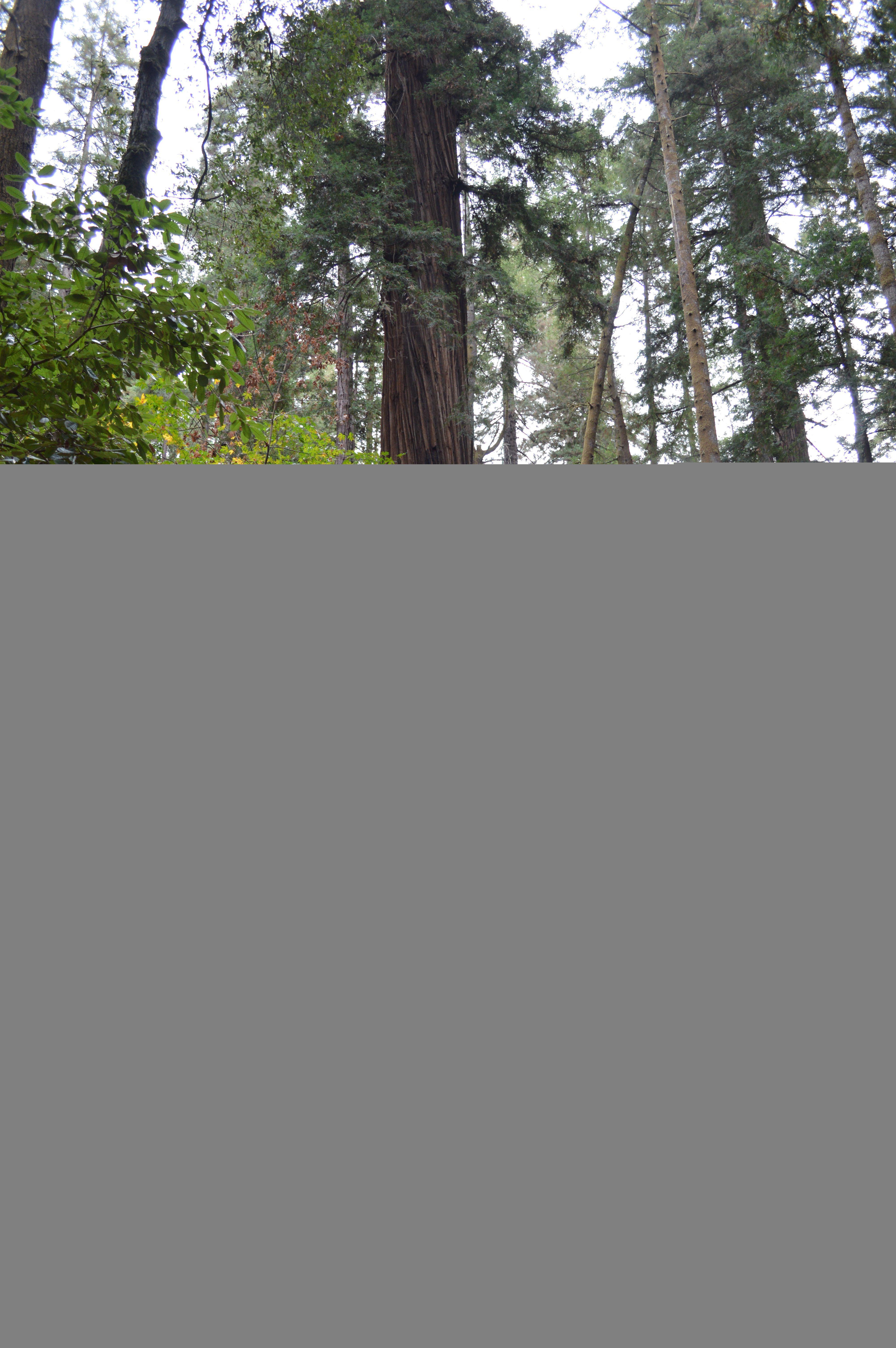 Santa Cruz Tree Logo - Henry Cowell Redwoods SP