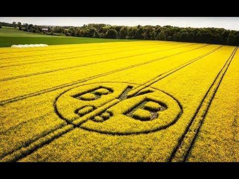 BVB Logo - The BVB rapeseed field | 
