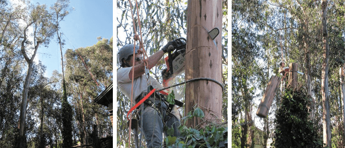 Santa Cruz Tree Logo - Koala Tree Care - Tree Removal Santa Cruz Tree Services