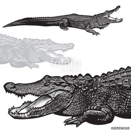 Black Crocodile Logo - American alligator (Alligator mississippiensis) graphic