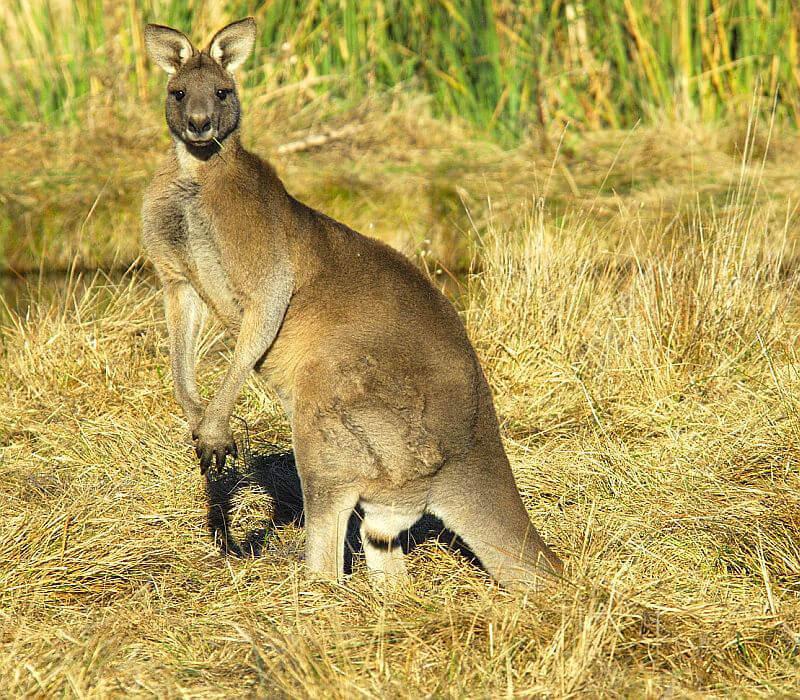 The Fighting Kangaroos Logo