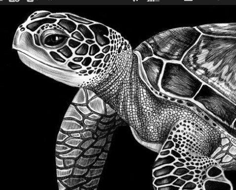 Black and White Turtle Logo - Black white. ANIMAL turle. Drawings, Scratchboard, Pencil drawings