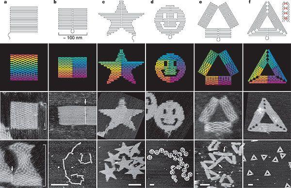 Square in Rectangle Triangle Clothing Logo - DNA origami shapes.Top row, folding paths. a, square; b, rectangle ...