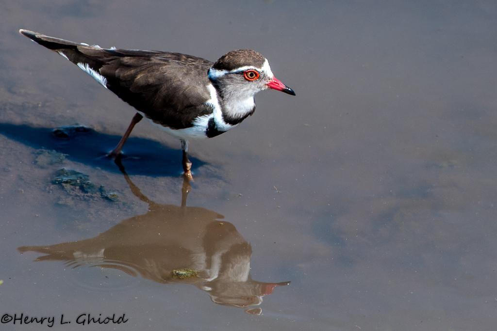 Yellow Bird with Red Circle Logo - African Three Banded Plover (Charadrius Tricollaris) Three Banded