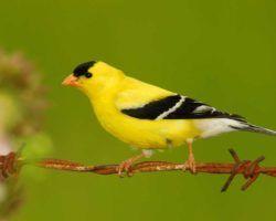 Yellow Bird with Red Circle Logo - Common Birds of Alabama - Alabama Birding Trails