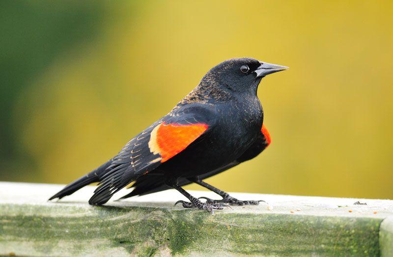 Yellow Bird with Red Circle Logo - Hinterland Who's Who - Red-winged blackbird