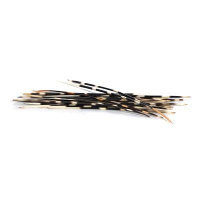 Quill Thumbnail Logo - African Porcupine Quills | Evolution Store