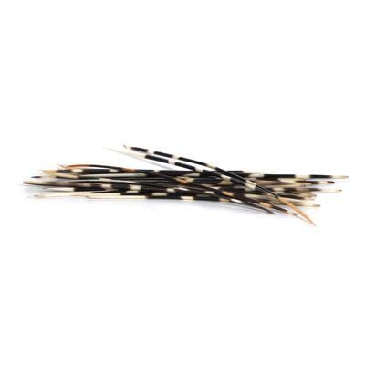 Quill Thumbnail Logo - African Porcupine Quills | Evolution Store