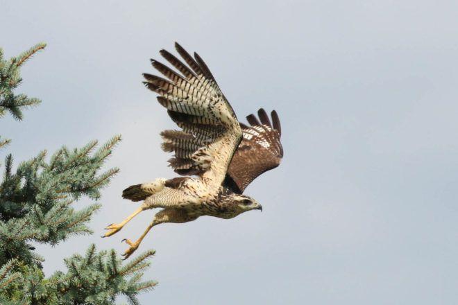 Black Hawk Bird Logo - A Great Black Hawk flew from Texas to Maine!