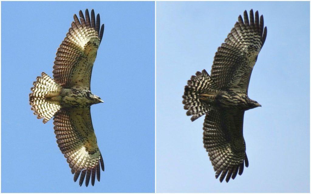 Black Hawk Bird Logo - ID Challenges: the Buteogallus hawks - eBird Central America
